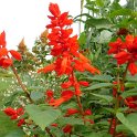 Salvia slendens